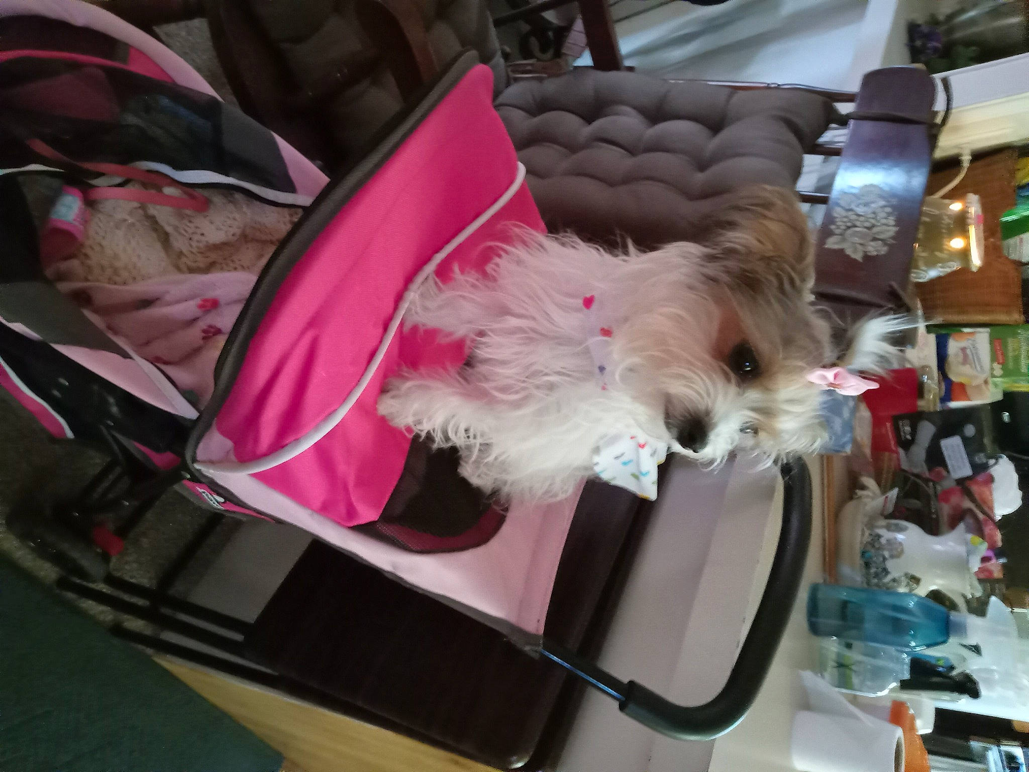 Gracie joined the competition — help win amazing prizes! baby_products, bag, bichon, companion_dog, dog, dog_breed, dog_clothes, dog_supply, fur, magenta, non_sporting_group, puppy, shelf, small_terrier, small_to_medium_sized_cats, sporting_group, terrier, toy_dog