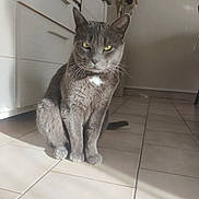 Mistigri a rejoint le concours — aidez-le/la à gagner de superbes lots ! animal, cabinet, calm, cat, domestic, ears, feline, fur, green_eyes, grey_cat, household, indoor, pet, quiet, shadow, sitting, sunlight, tail, tile_floor, whiskers