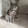 animal, cabinet, calm, cat, domestic, ears, feline, fur, green_eyes, grey_cat, household, indoor, pet, quiet, shadow, sitting, sunlight, tail, tile_floor, whiskers