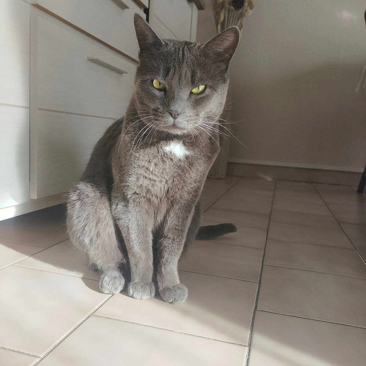 Mistigri a rejoint le concours — aidez-le/la à gagner de superbes lots ! animal, cabinet, calm, cat, domestic, ears, feline, fur, green_eyes, grey_cat, household, indoor, pet, quiet, shadow, sitting, sunlight, tail, tile_floor, whiskers