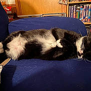 Kitty is registered to the contest to win money with this photo: cat, sleeping, black_and_white, feline, couch, blue_couch, indoor, resting, pet, cozy, fur, whiskers, paw, bookshelf, dvds, blanket, wood_paneling, relaxation, home, animal