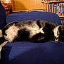 cat, sleeping, black_and_white, feline, couch, blue_couch, indoor, resting, pet, cozy, fur, whiskers, paw, bookshelf, dvds, blanket, wood_paneling, relaxation, home, animal