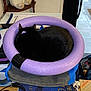 Kitty is registered to the contest to win money with this photo: cat, black_cat, purple_foam_ring, stack_of_books, indoor, plush_dog_toy, wooden_shelf, cluttered, resting, curled_up, pet, household_items, fabric_bag, tile_floor, book_cover, purple, black, soft_toy, relaxing, domestic