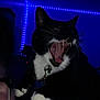 Kitty joined the competition — help win amazing prizes! cat, tuxedo_cat, yawning, indoor, blue_lighting, led_lights, collar, pet, animal, person, shoulder, dark, night, feline, whiskers, mouth_open, teeth, claws, tag, black_and_white
