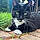 Kitty