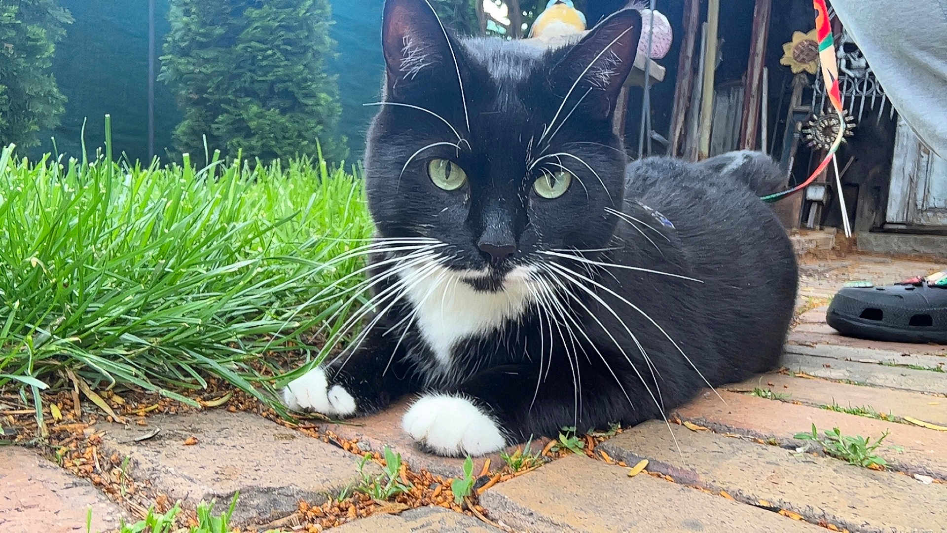 Kitty is registered to the contest to win money with this photo: cat, tuxedo_cat, green_eyes, grass, brick_path, outdoor, garden, pet, animal, whiskers, black_and_white, close_up, relaxed, nature, daylight, paws, mammal, cute, feline, lying_down