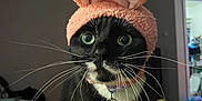 Kitty joined the competition — help win amazing prizes! cat, black_and_white, whiskers, costume, hat, bunny_ears, wide_eyes, pet, indoor, collar, tag, feline, cute, curious, animal, domestic, closeup, portrait, funny, soft_texture