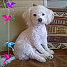 Idefix a rejoint le concours — aidez-le/la à gagner de superbes lots ! bichon, bichon_frise, bolognese, carnivoran, dog, dog_breed, dog_breed_group, dog_like_mammal, maltese, mammal, miniature_poodle, non_sporting_group, poodle, poodle_crossbreed, puppy, schnoodle, standard_poodle, toy_poodle, vertebrate, water_dog