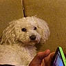 Idefix a rejoint le concours — aidez-le/la à gagner de superbes lots ! bichon, bichon_frise, bolognese, carnivoran, cavachon, cockapoo, dog, dog_breed, dog_breed_group, dog_like_mammal, havanese, maltese, miniature_poodle, poodle, poodle_crossbreed, puppy, schnoodle, snout, toy_poodle, water_dog