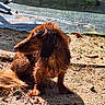 dog, wet_dog, outdoor, gravel, sunlight, animal, pet, brown_fur, sitting, nature, shadow, curious, canine, scruffy, daylight, earth, fur, looking_away, ground, quiet