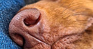 Vasco a rejoint le concours — aidez-le/la à gagner de superbes lots ! animal, blue, close_up, cozy, denim, detail, dog, fur, macro, muzzle, nose, pet, relaxation, resting, sleeping, snout, soft, texture, warm, whiskers
