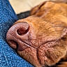 dog, nose, close_up, snout, fur, texture, denim, blue, sleeping, resting, pet, animal, macro, detail, cozy, soft, warm, relaxation, whiskers, muzzle