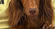 Vasco a rejoint le concours — aidez-le/la à gagner de superbes lots ! dog, dachshund, pet, long_hair, brown, animal, cute, looking_at_camera, person, arm, casual_clothing, watch, indoor, close_up, portrait, friendly, fur, paw, companion, adorable