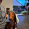 dog, brown_dog, headscarf, table, person, indoor, window, garden, flowers, evening, glasses, clothing, pet, face, fur, animal, domestic, sitting, home, casual