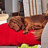 dog, sleeping, red_cushion, long_hair, indoor, carpet, toy, furniture, wooden_chair, relaxation, pet, home, cozy, brown_dog, resting, canine, domestic, nap, living_room, comfort