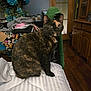 cat, tortoiseshell, indoor, bedspread, striped, furniture, clothing, flowers, wooden_cabinet, flooring, door, household_items, pet, animal, sitting, curious, domestic, cozy, room, decor