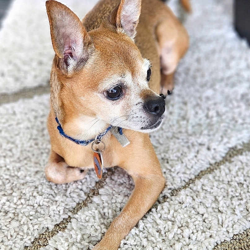 Chico is registered to the contest to win money with this photo: alert, animal, black_nose, canine, carpet, close_up, collar, cute, dog, domestic_animal, ears, fur, indoor, looking_away, paw, pet, resting, small_dog, tag, tan_dog