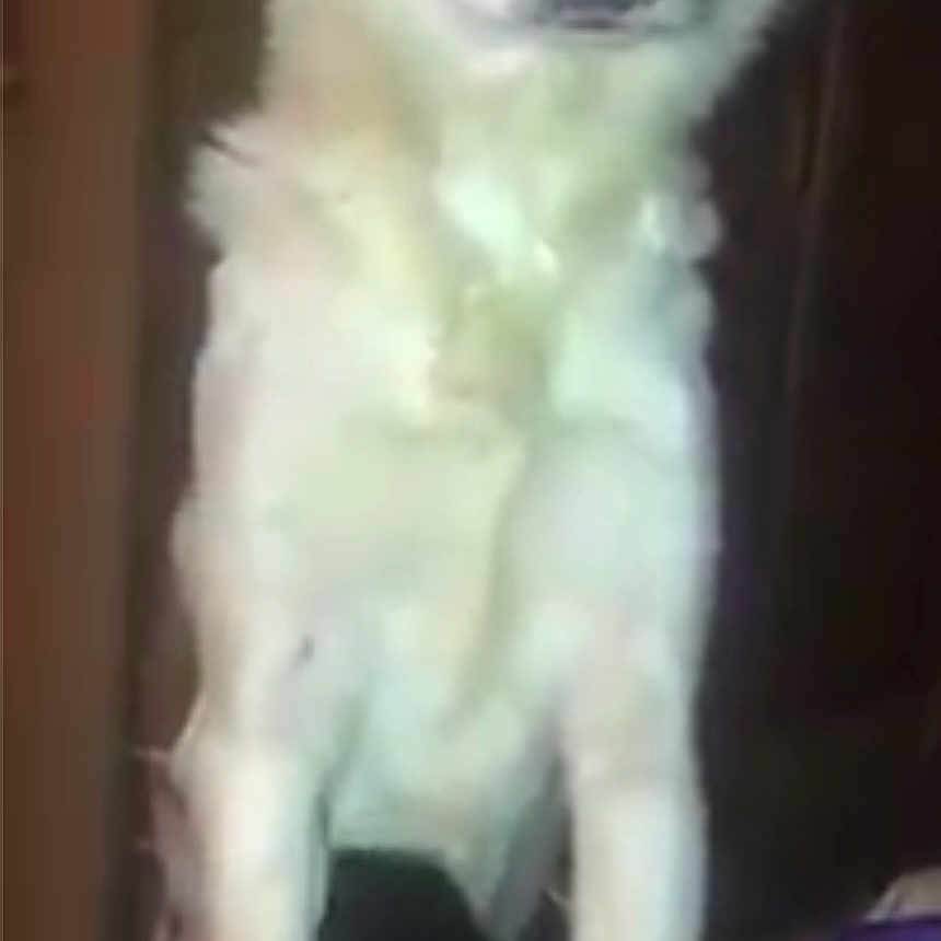 Naya a rejoint le concours — aidez-le/la à gagner de superbes lots ! adult, animal, beagle, canine, cockerspaniel, collie, dog, eskimodog, face, female, goldenretriever, head, hound, husky, papillon, person, pet, puppy, saintbernard, woman