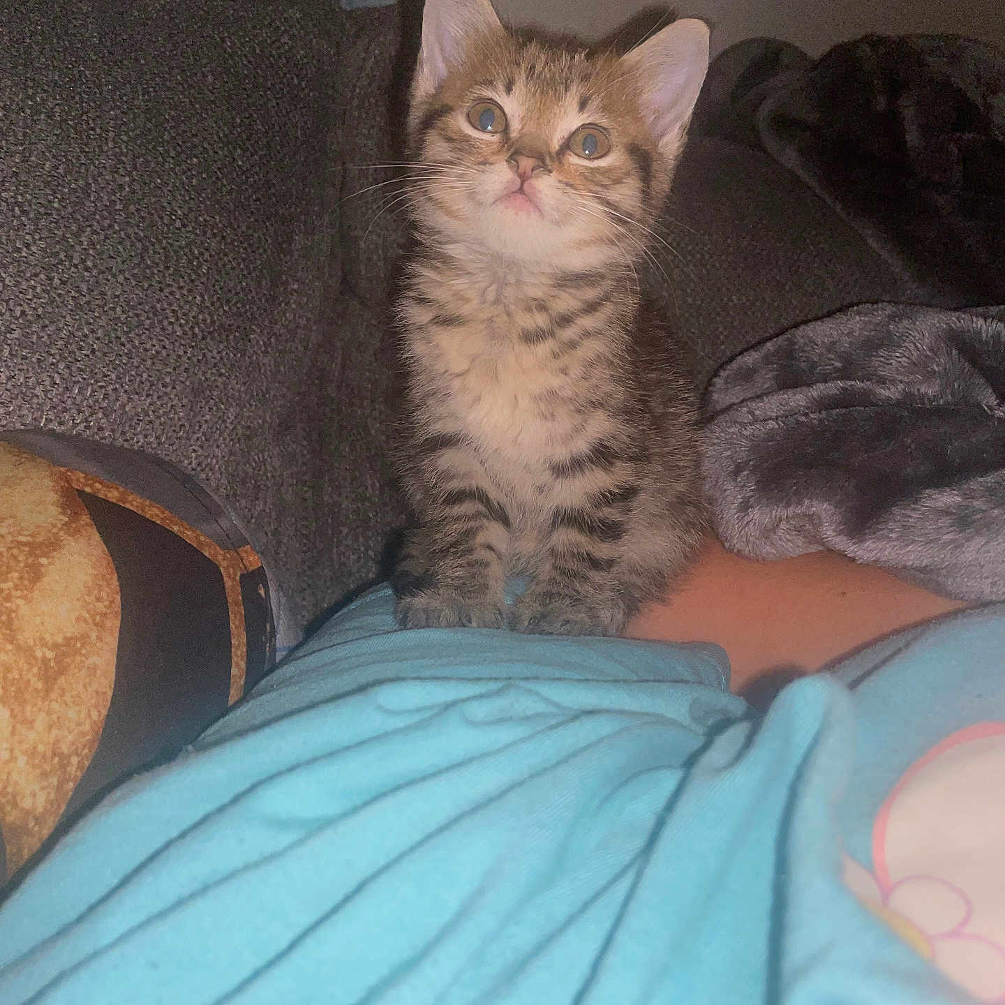 Circe is registered to the contest to win money with this photo: animal, blanket, cat, couch, cozy, curious, cute, domestic, ears, fur, furry, indoor, kitten, pet, resting, small, soft, striped, whiskers, young