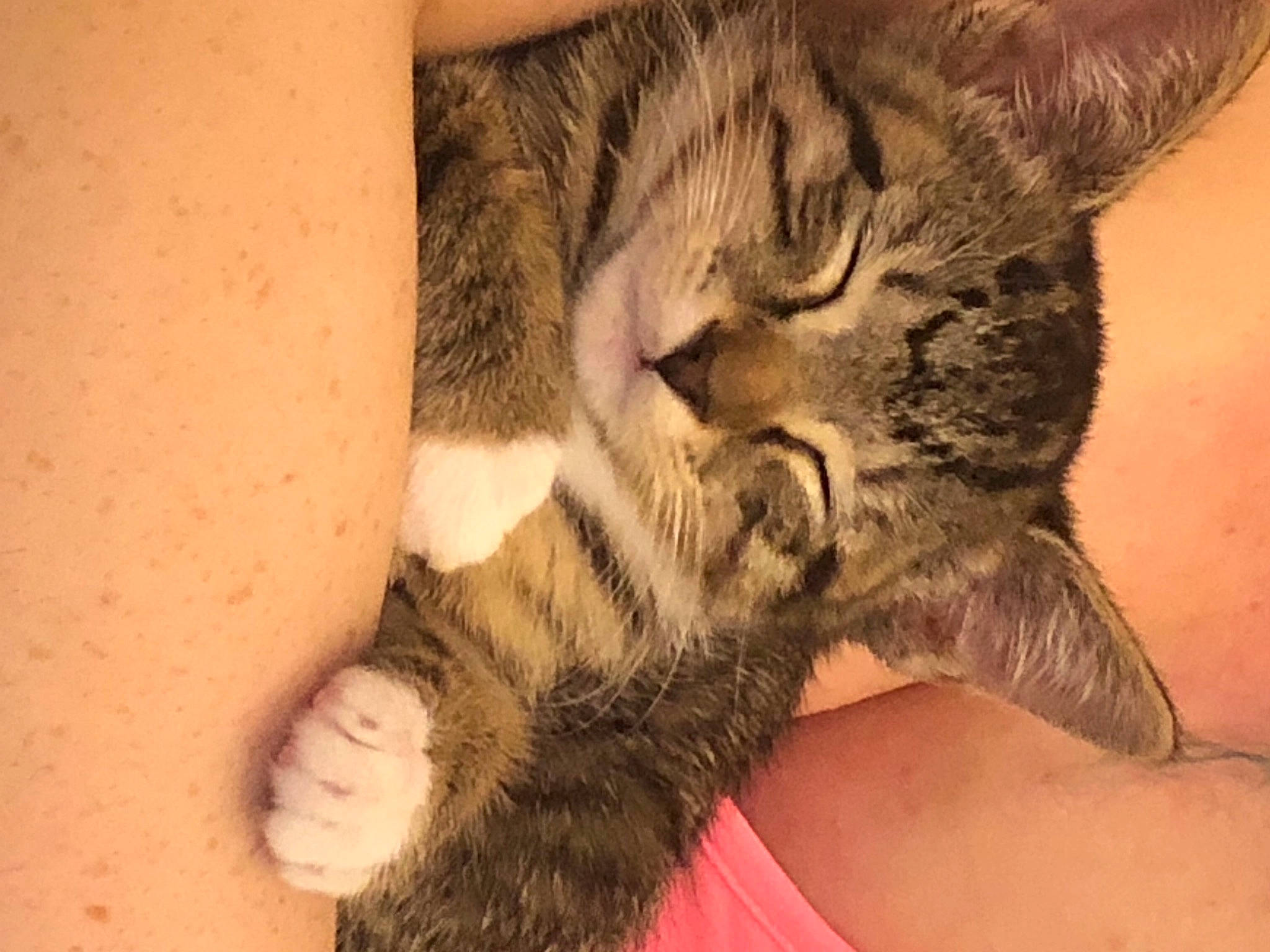 Tinkerbell is registered to the contest to win money with this photo: carnivore, cat, claw, comfort, domestic_short_haired_cat, fawn, felidae, foot, fur, gesture, human_leg, nail, nap, paw, small_to_medium_sized_cats, snout, tail, terrestrial_animal, toe, whiskers