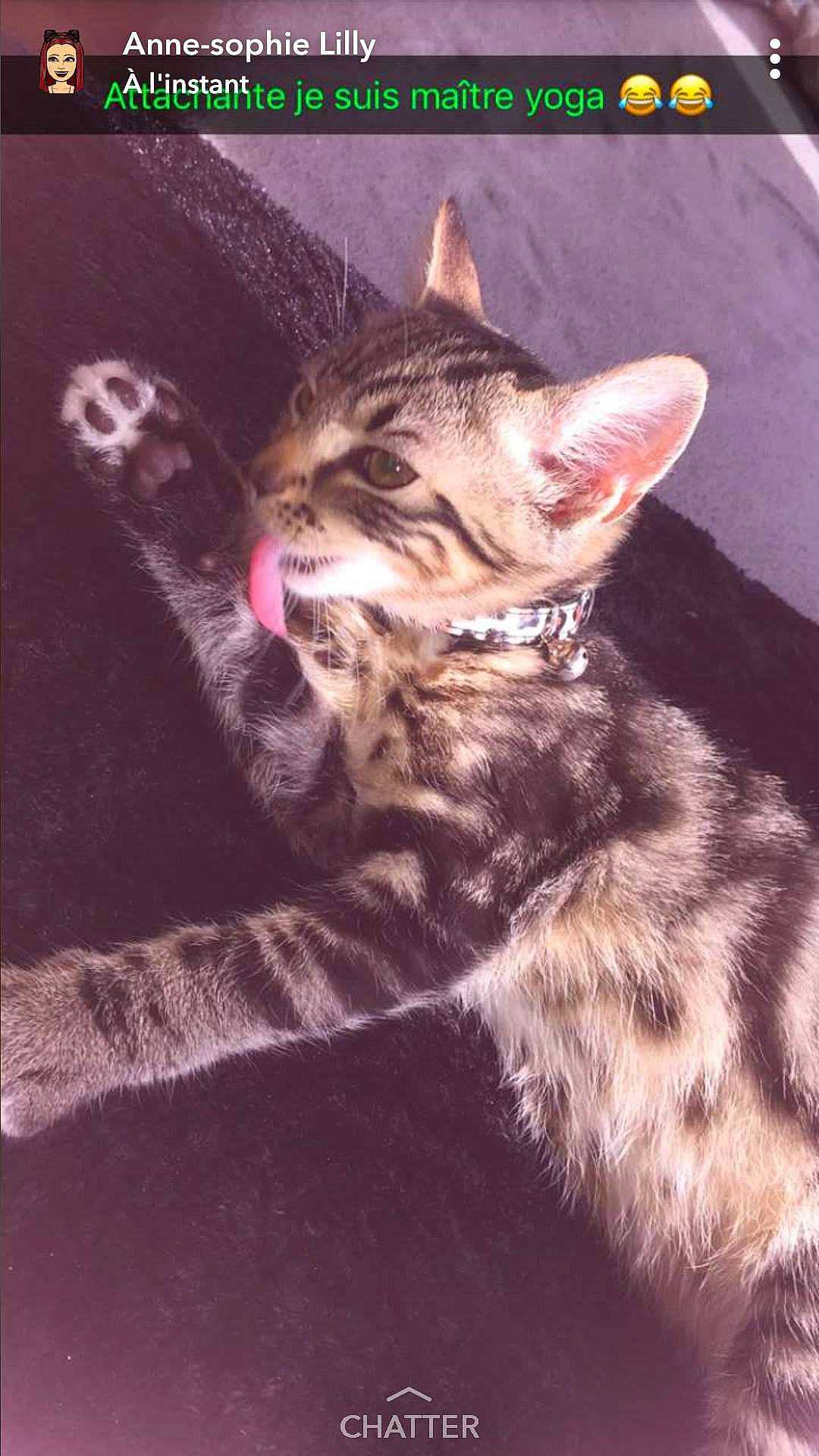 Demone participe au concours pour gagner de l'argent avec cette photo : american_shorthair, bengal, california_spangled, cat, cat_like_mammal, dragon_li, european_shorthair, fauna, joy, kitten, person, photo_caption, small_to_medium_sized_cats, snout, tabby_cat, whiskers