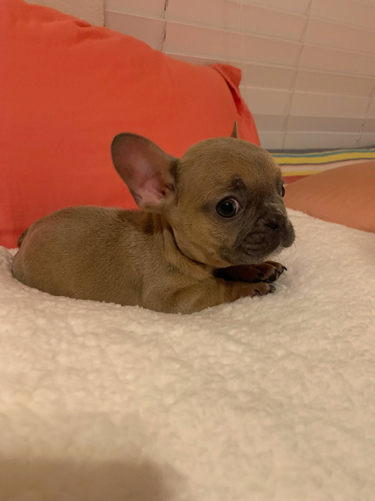 Wally is registered to the contest to win money with this photo: bulldog, canidae, carnivore, comfort, companion_dog, dog, dog_breed, ear, eye, fawn, liver, pet_supply, pug, snout, sporting_group, terrestrial_animal, toy_dog, whiskers, working_animal, wrinkle