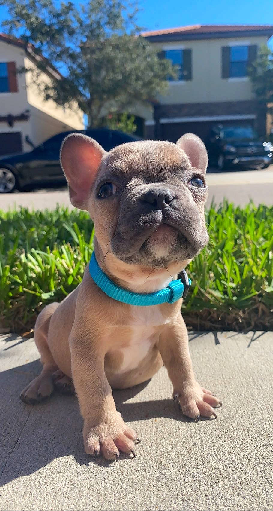 Wally joined the competition — help win amazing prizes! blue, bulldog, carnivore, collar, companion_dog, dog, dog_breed, dog_collar, fawn, grass, plant, pug, road_surface, snout, tire, toy_dog, wheel, window, working_animal, wrinkle