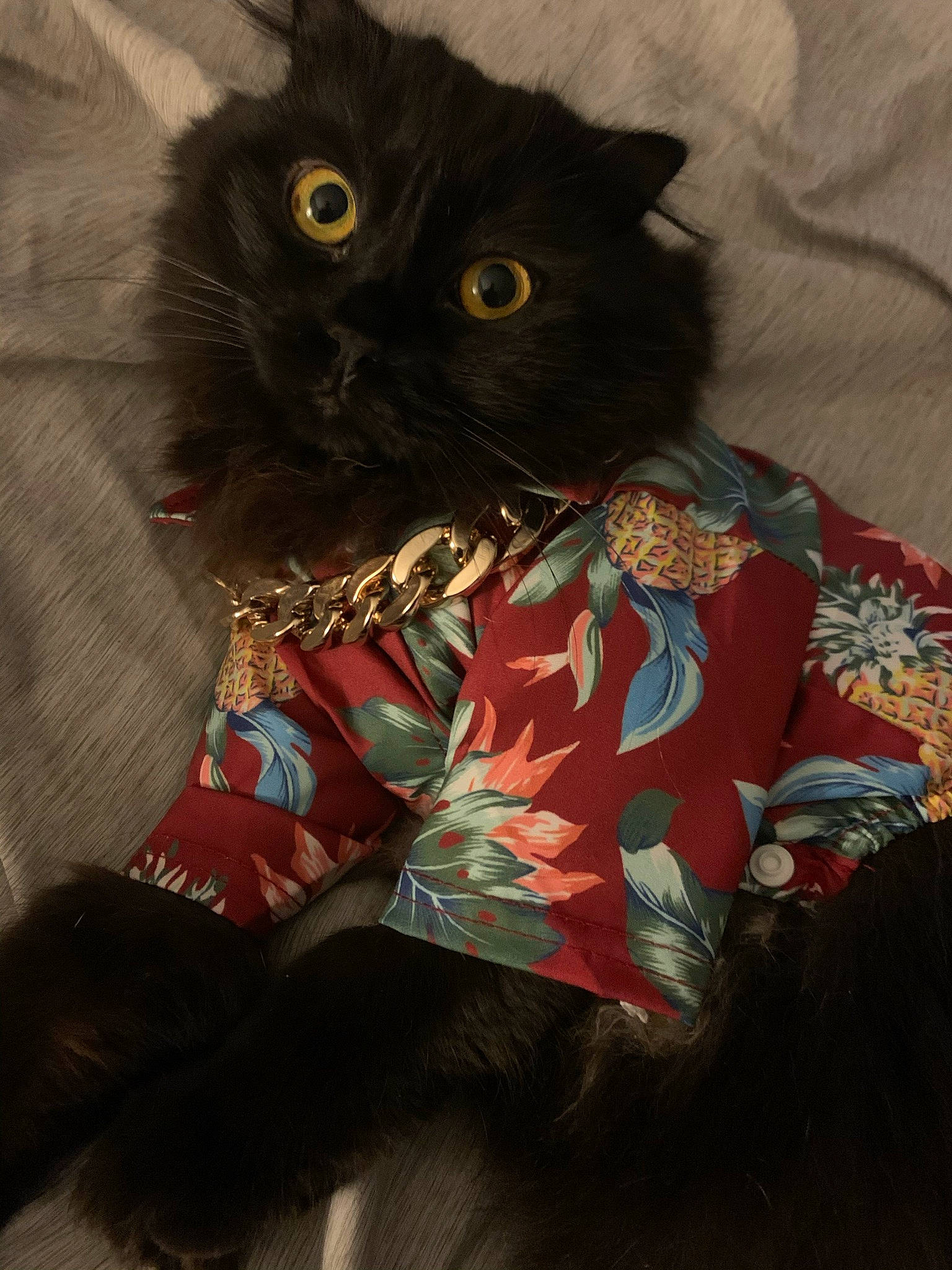 Lucipurr joined the competition — help win amazing prizes! bag, black_cat, bombay, carnivore, cat, claw, comfort, domestic_short_haired_cat, fashion_accessory, felidae, fur, pattern, small_to_medium_sized_cats, tail, whiskers