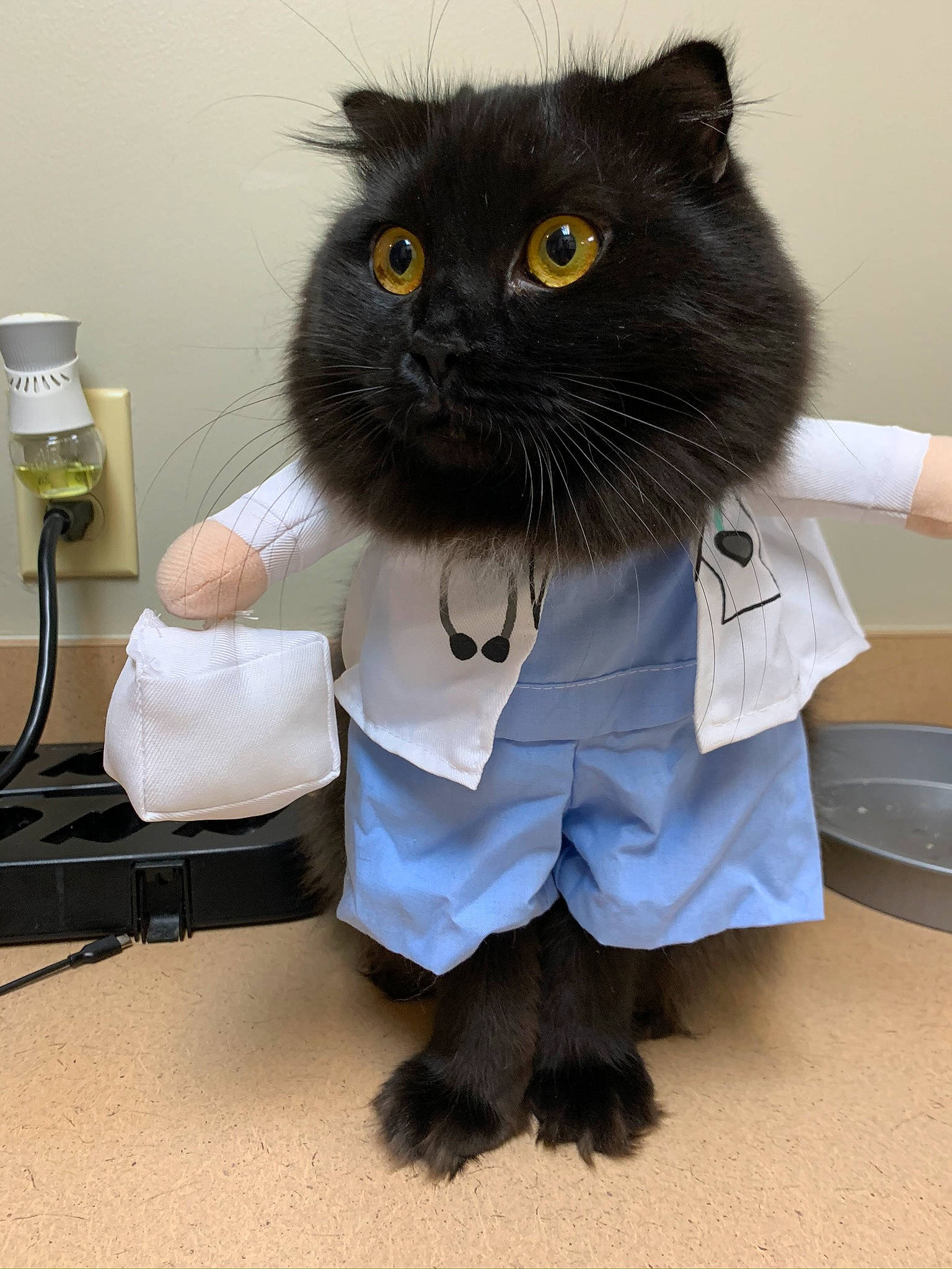 Lucipurr joined the competition — help win amazing prizes! black_cat, bow_tie, carnivore, cat, claw, domestic_short_haired_cat, electric_blue, fashion_accessory, felidae, flooring, fur, grey, paw, room, small_to_medium_sized_cats, snout, tail, whiskers