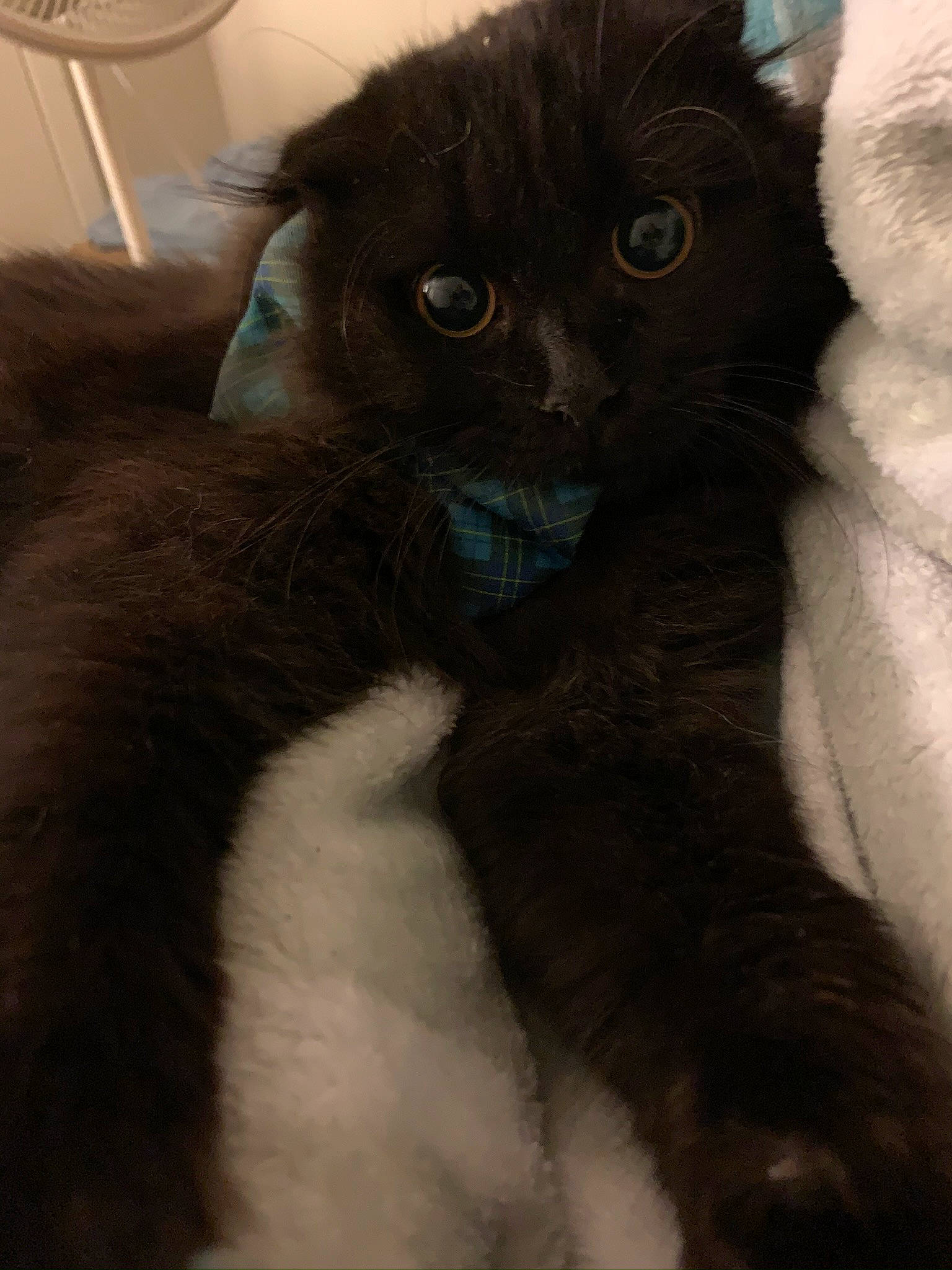 Lucipurr is registered to the contest to win money with this photo: carnivore, cat, claw, domestic_short_haired_cat, felidae, fur, mechanical_fan, small_to_medium_sized_cats, snout, tail, terrestrial_animal, whiskers