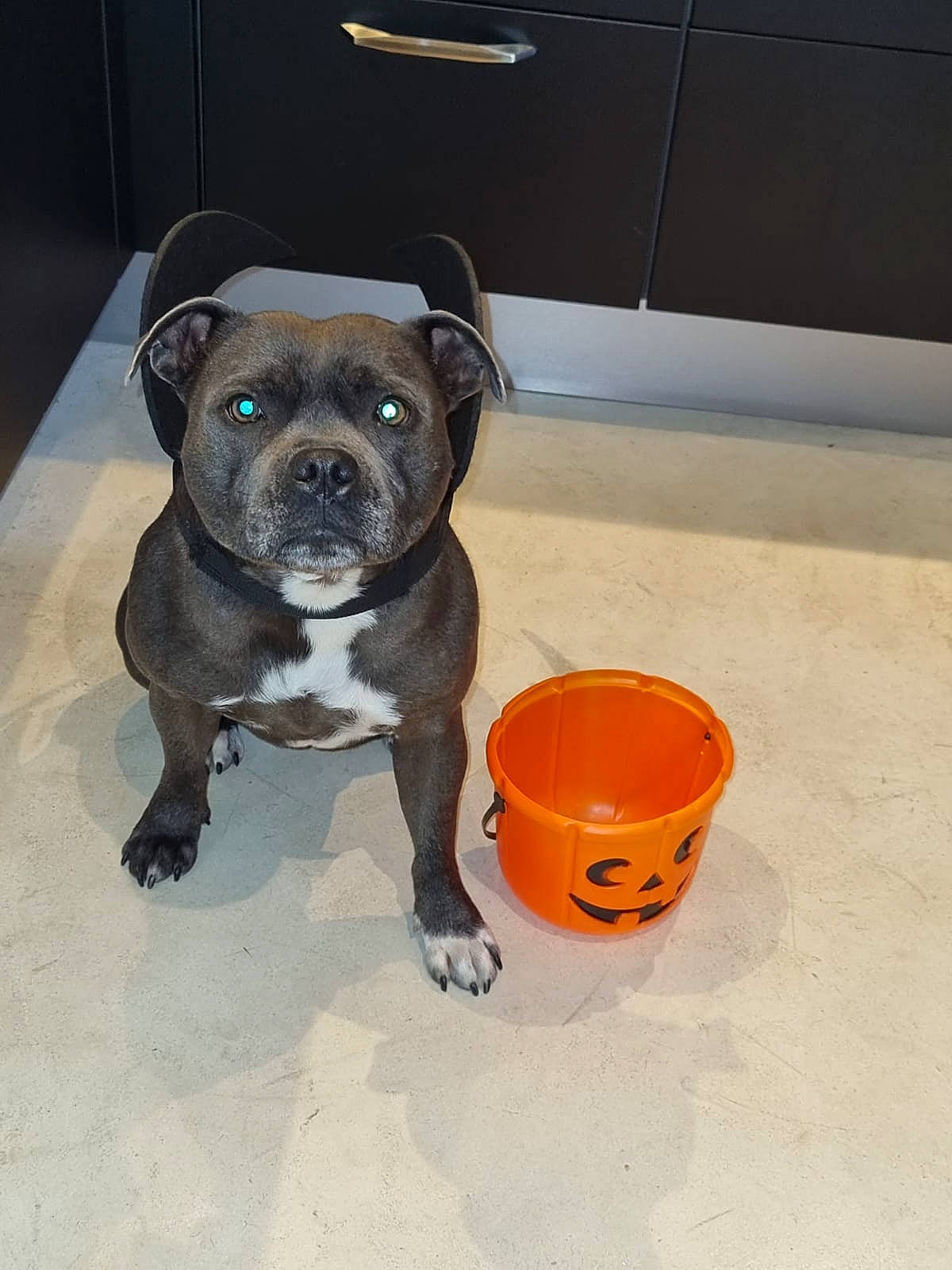 Olly participe au concours pour gagner de l'argent avec cette photo : bucket, canidae, carnivore, collar, companion_dog, dog, dog_breed, dog_clothes, dog_collar, dog_supply, fawn, paw, pet_supply, pug, snout, sporting_group, tail, toy_dog, whiskers, working_animal