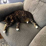 Mookie joined the competition — help win amazing prizes! cat, tabby_cat, pet, animal, sleeping, relaxed, sprawled, white_paws, striped_fur, couch, sofa, furniture, living_room, indoor, home, cozy, wood_floor, rug, lamp, portrait