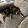 cat, tabby_cat, pet, animal, sleeping, relaxed, sprawled, white_paws, striped_fur, couch, sofa, furniture, living_room, indoor, home, cozy, wood_floor, rug, lamp, portrait