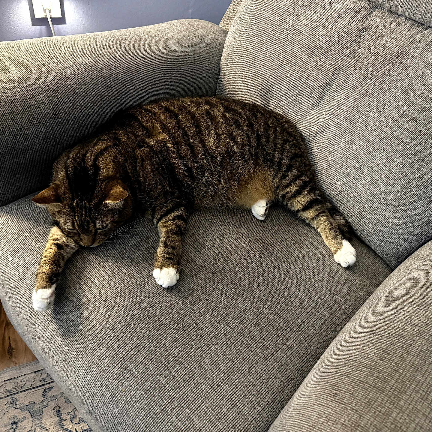 Mookie joined the competition — help win amazing prizes! cat, tabby_cat, pet, animal, sleeping, relaxed, sprawled, white_paws, striped_fur, couch, sofa, furniture, living_room, indoor, home, cozy, wood_floor, rug, lamp, portrait