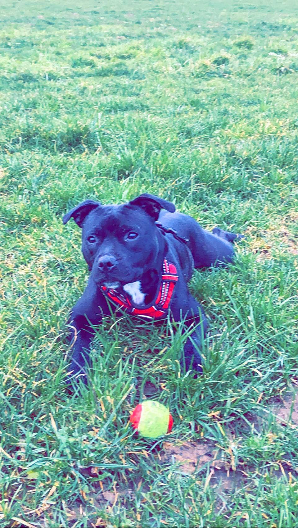 Rebelle participe au concours pour gagner de l'argent avec cette photo : annual_plant, borador, canidae, carnivore, collar, companion_dog, dog, dog_breed, dog_collar, dog_supply, electric_blue, fawn, grass, grassland, groundcover, pet_supply, plant, snout, sporting_group, working_animal