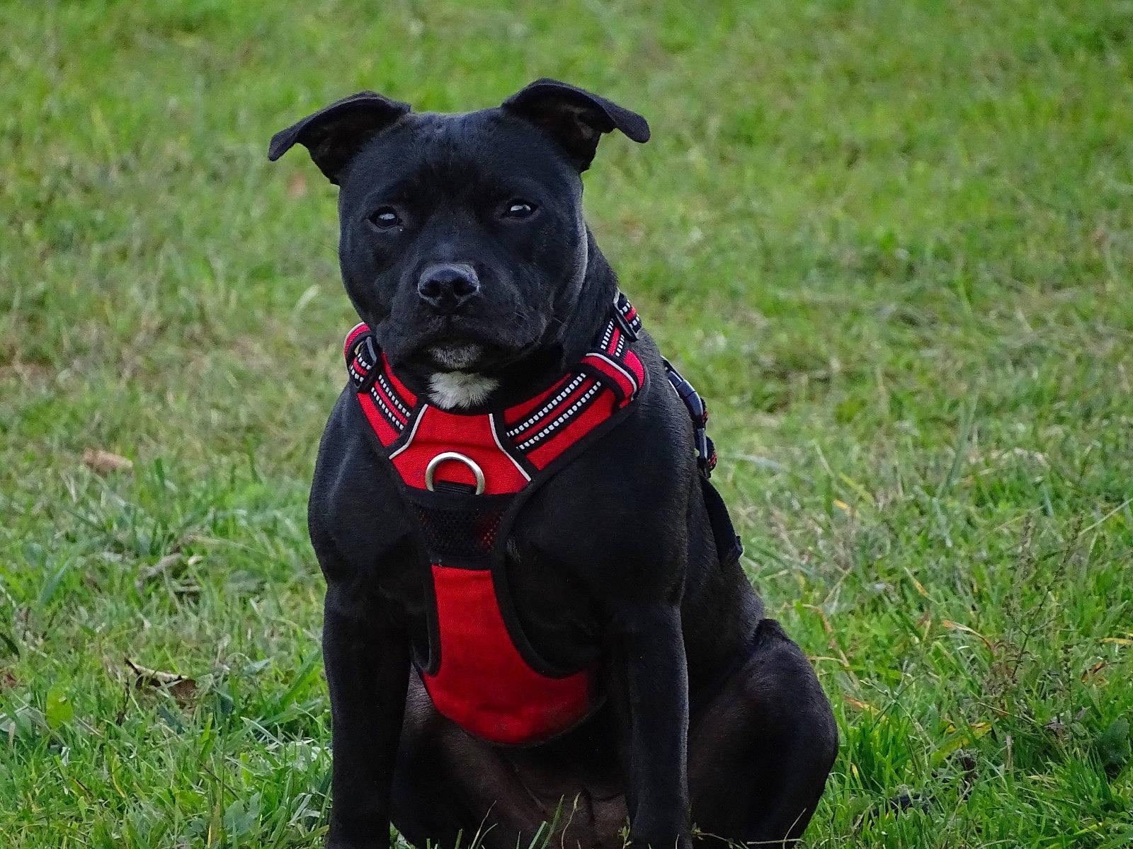 Rebelle participe au concours pour gagner de l'argent avec cette photo : borador, carnivore, collar, companion_dog, dog, dog_breed, dog_collar, dog_supply, fashion_accessory, fawn, grass, leash, personal_protective_equipment, pet_supply, plant, snout, sporting_group, toy, tree, working_animal