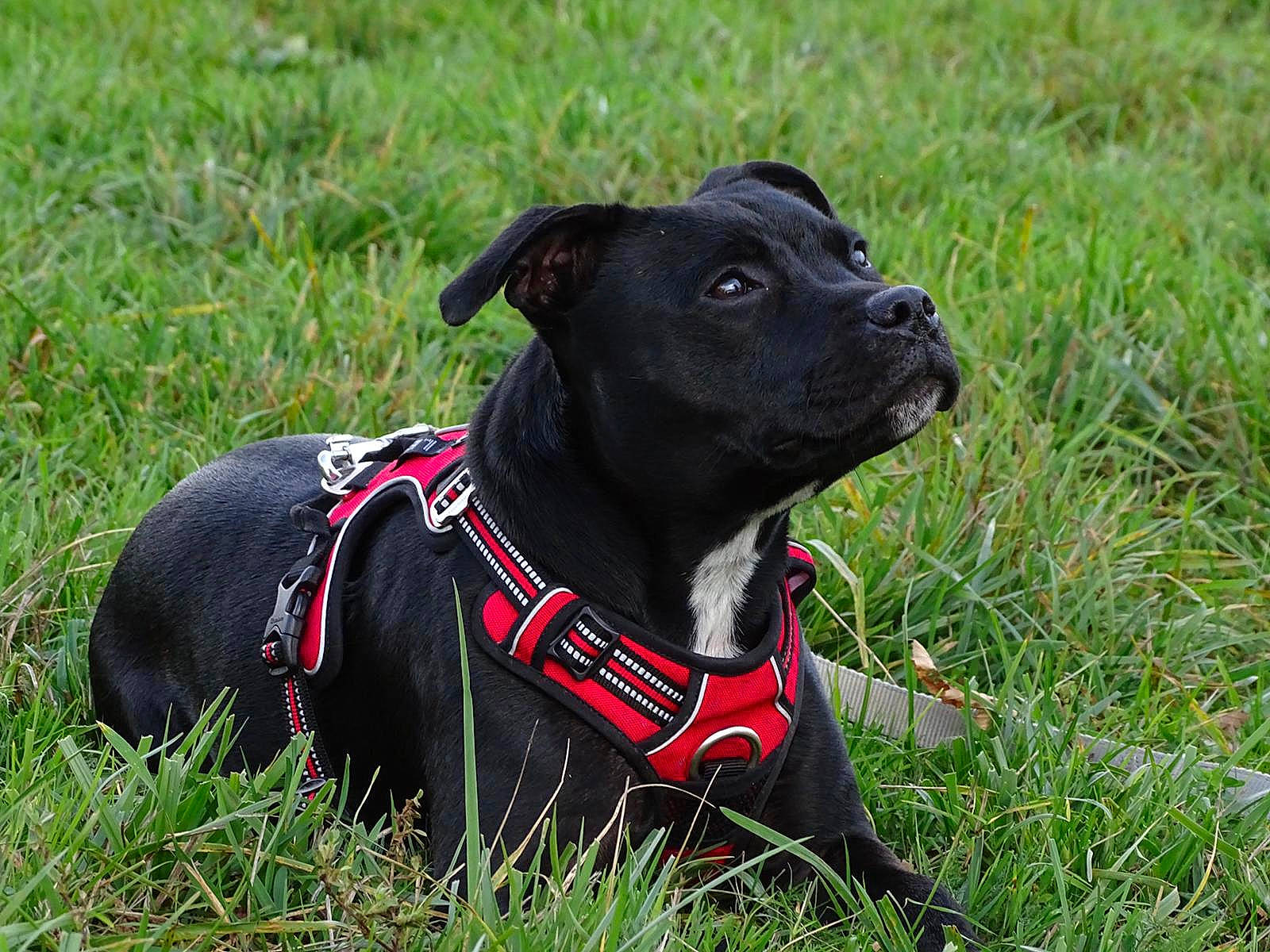 Rebelle participe au concours pour gagner de l'argent avec cette photo : canidae, carnivore, collar, companion_dog, dog, dog_breed, dog_clothes, dog_collar, dog_supply, fashion_accessory, fawn, grass, grassland, guard_dog, leash, personal_protective_equipment, pet_supply, snout, sporting_group, working_animal