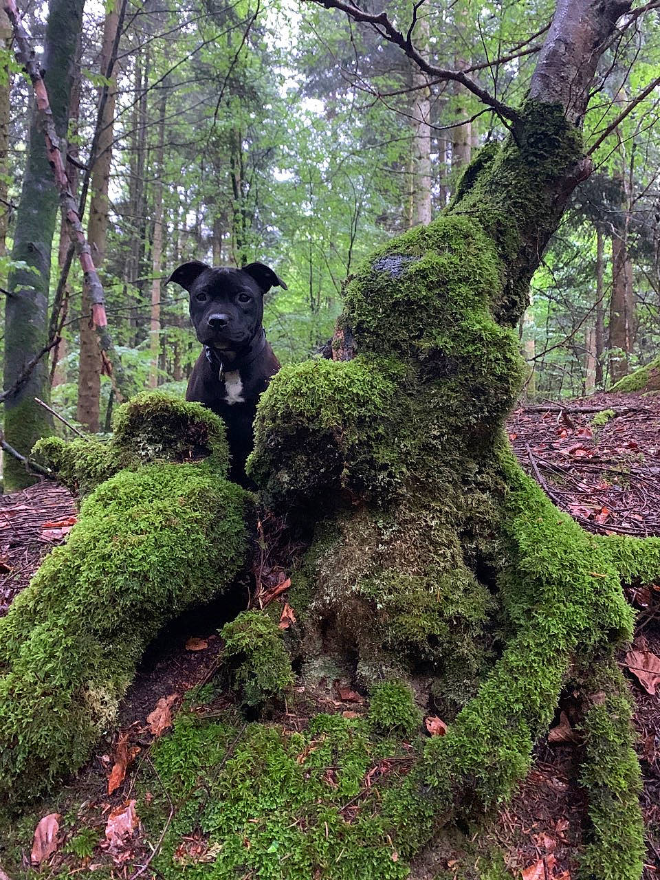 Rebelle a rejoint le concours — aidez-le/la à gagner de superbes lots ! biome, branch, deciduous, environmental_art, evergreen, forest, grass, groundcover, hedge, landscape, natural_landscape, non_vascular_land_plant, plant, plant_community, shrub, terrestrial_plant, tree, trunk, wood, woodland
