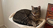 Kirby Bubbles is registered to the contest to win money with this photo: cat, tabby_cat, cat_tree, pet, indoor, furniture, relaxing, animal, fur, whiskers, ears, tail, scratching_post, tile_floor, wall, decor, sign, leisure, domestic, cute
