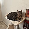 cat, tabby_cat, cat_tree, pet, indoor, furniture, relaxing, animal, fur, whiskers, ears, tail, scratching_post, tile_floor, wall, decor, sign, leisure, domestic, cute