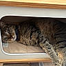 Kirby Bubbles joined the competition — help win amazing prizes! cat, tabby_cat, pet, animal, feline, indoor, wood, cubby, resting, relaxed, green_eyes, fur, collar, cute, cozy, small_space, looking, home, comfortable, sleeping