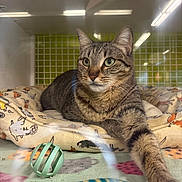 Kirby Bubbles is registered to the contest to win money with this photo: cat, tabby, pet, indoor, bed, toy, paw, feline, animal, cozy, resting, green_ball, blanket, pattern, cute, looking_away, relaxed, fur, whiskers, ears