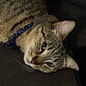 Kirby Bubbles joined the competition — help win amazing prizes! cat, tabby, collar, pet, feline, animal, closeup, lying_down, whiskers, ears, face, fur, domestic_animal, indoor, relaxed, sleepy, cute, mammal, eyes, collar_bell