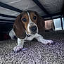 Rex is registered to the contest to win money with this photo: animal, beagle, bed_frame, brown, carpet, closeup, collar, curious, dog, ears, floor, fur, indoor, nose, paws, pet, quiet, shadow, under_bed, white