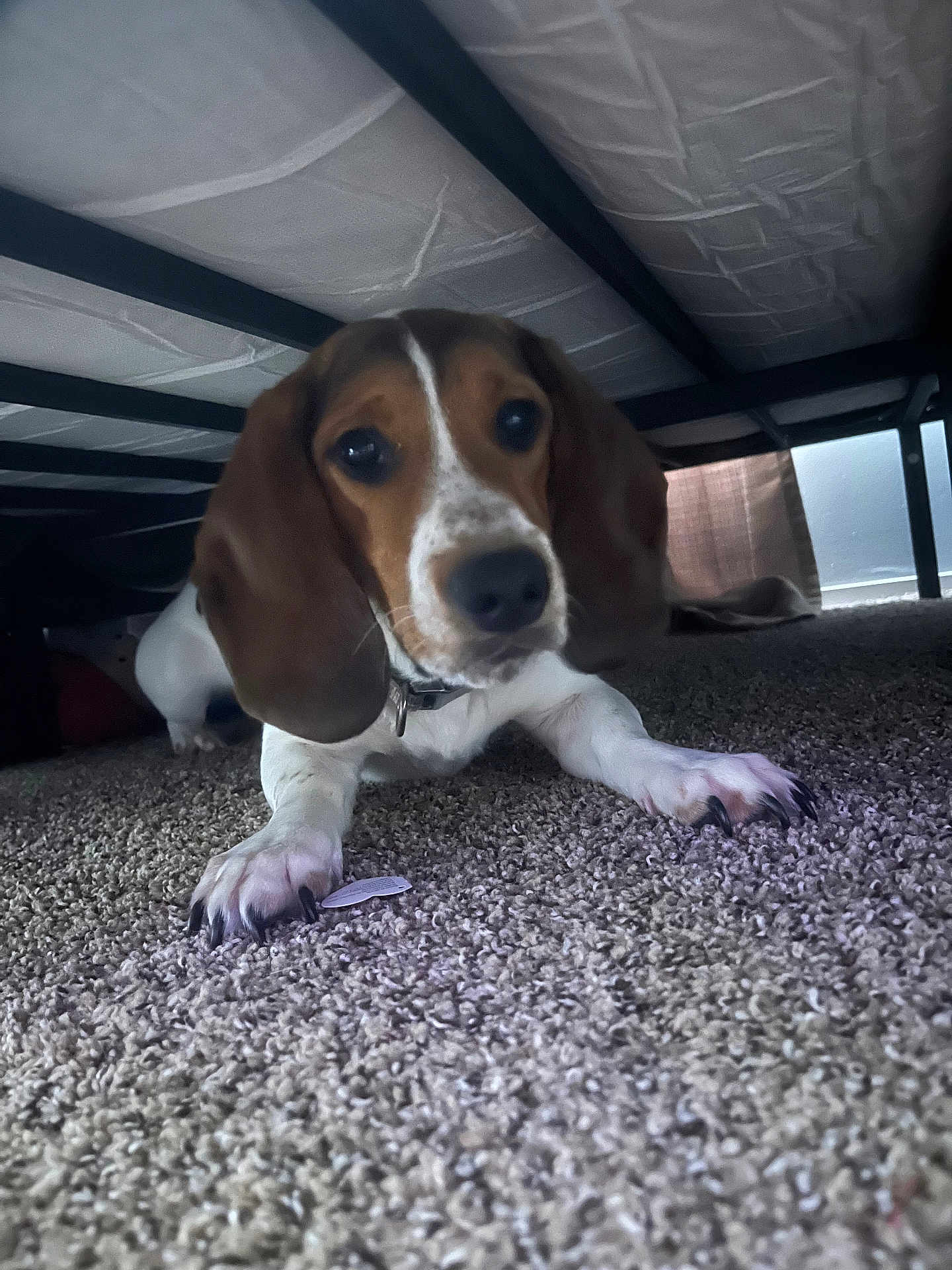 Rex