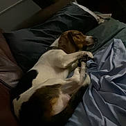 Rex joined the competition — help win amazing prizes! animal, beagle, bed, blanket, canine, cozy, cute, dog, ears, fur, home, indoor, pet, pillow, quiet, relaxing, resting, sleeping, snout, soft