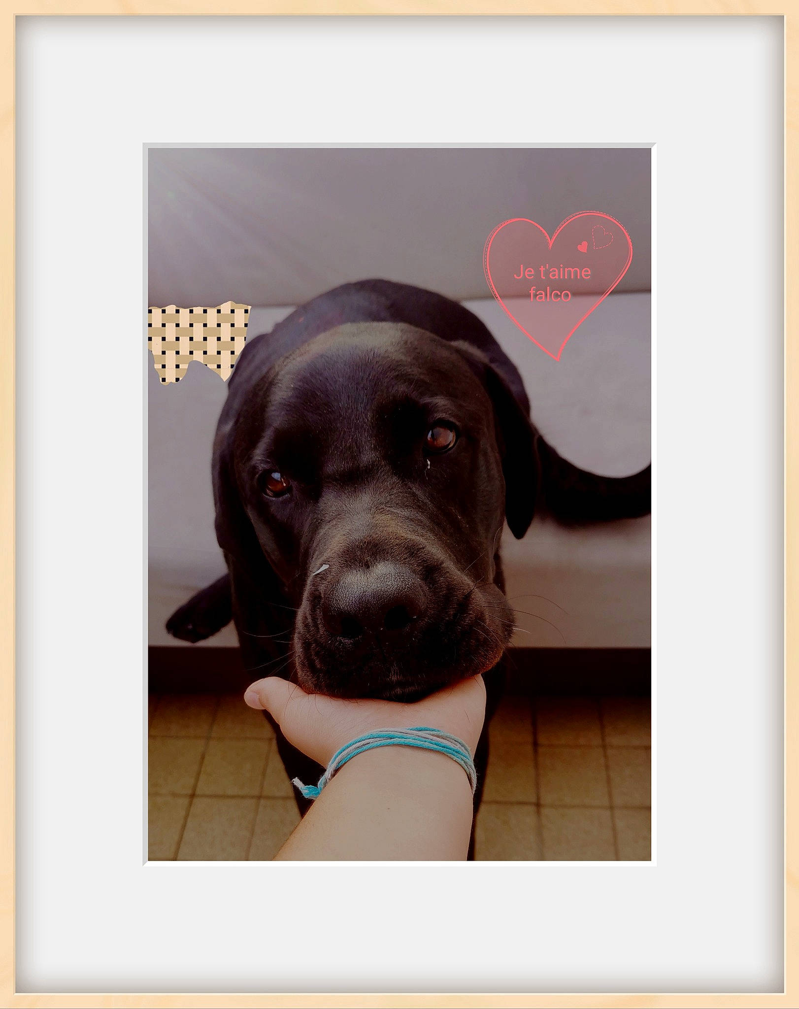 Falco a rejoint le concours — aidez-le/la à gagner de superbes lots ! carnivore, collar, companion_dog, dog, dog_breed, dog_collar, electric_blue, fashion_accessory, font, fur, liver, metal, pet_supply, picture_frame, rectangle, snout, sporting_group, square, whiskers, working_animal