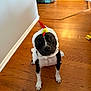 dog, costume, chicken, black_and_white, pet, indoor, wooden_floor, sitting, looking_up, curious, animal, funny, cute, domestic, flooring, toy_bag, white_wall, ears, nose, paws