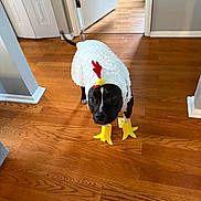 Kona joined the competition — help win amazing prizes! dog, costume, chicken_costume, indoor, wooden_floor, pet, black_dog, white_costume, yellow_feet, red_comb, animal, pet_clothing, funny, cute, standing, looking, floor, home, doorway, tail