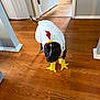 dog, costume, chicken_costume, indoor, wooden_floor, pet, black_dog, white_costume, yellow_feet, red_comb, animal, pet_clothing, funny, cute, standing, looking, floor, home, doorway, tail